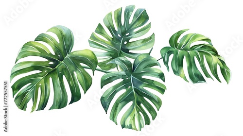 Exotic plants, palm leaves, monstera on an isolated white background, watercolor vector illustration ai generated  image photo