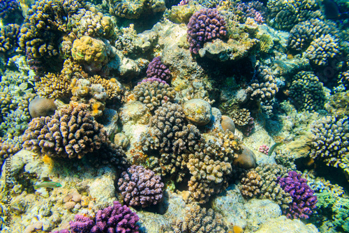 Coral reef in the Red sea in Ras Mohammed national park  Sinai peninsula in Egypt