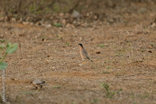 Brahminy myna or brahminy starling, Bhondsi, Gurgaon.