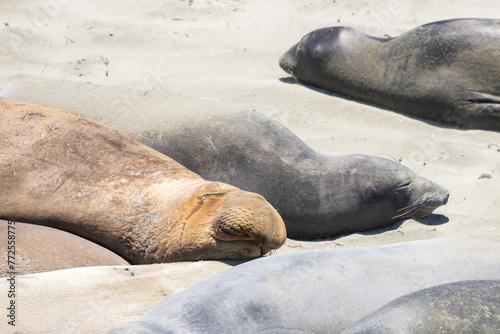 Elephant seals laying on a sand beach 