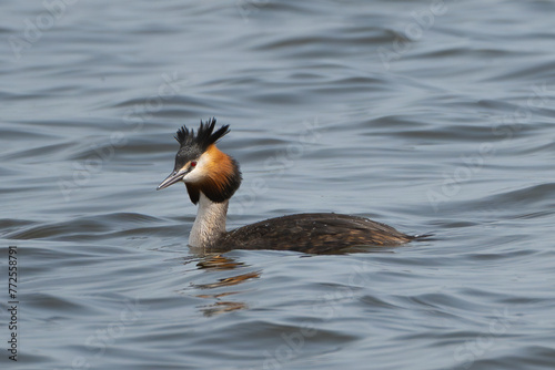 Great crested grebe - Podiceps cristatus - swimming on wavy water. Photo from Milicz Ponds in Poland. © PIOTR