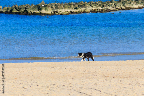 Border collie dog running at the sand beach