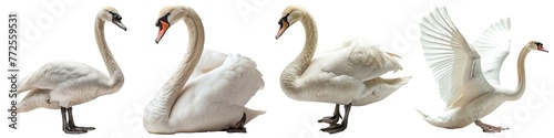 Collection of white swans isolated on transparent background