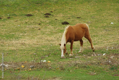 Horse grazing rummages in the grass
