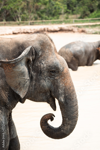 Canvas Print Asian elephants in natural habitat in Cambodia during daytime