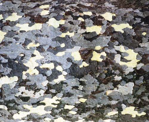 baek on a tree fallen autumn leaves,frankrike,france