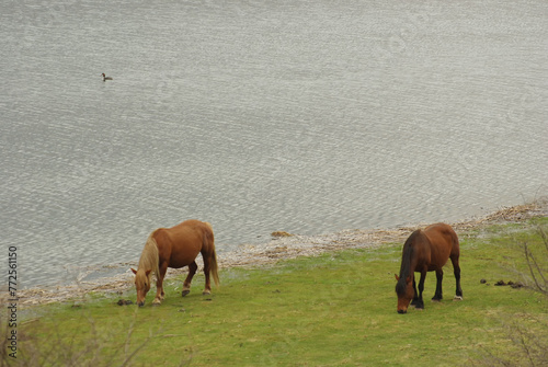 Two horses graze near the lake.