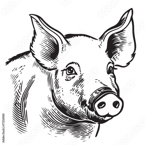 Hand drawn sketch of a pig. Portrait of a farm animal in vintage engraved style. Vector illustration.