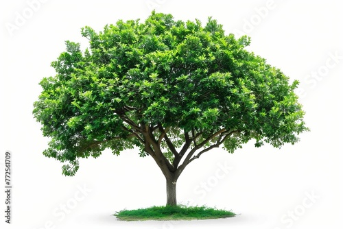 Lush Green Tree with Dense Foliage Isolated on White Background, Nature Concept