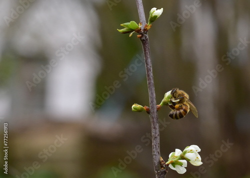Biene auf einer Schlehenblüte
