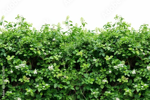 Large dense green bushes with small white flowers isolated on white, garden shrub cutout