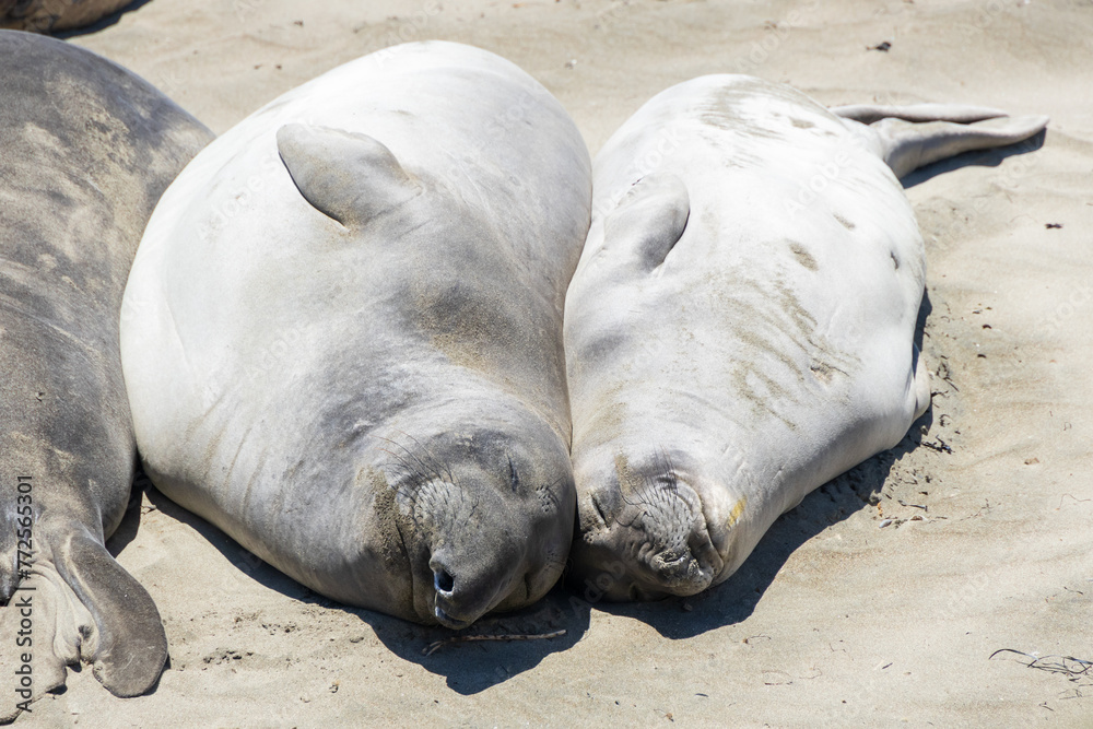 Fototapeta premium Elephant seals laying on a sand beach 
