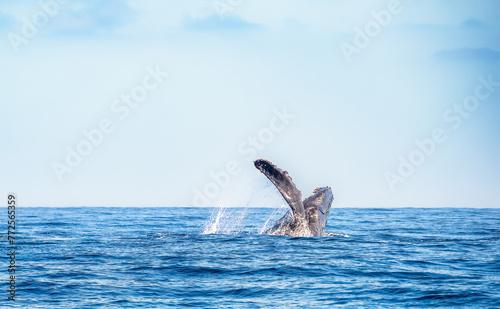 whale breach © focusedon4