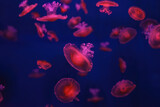 Mediterranean jellyfish, Cotylorhiza tuberculata or fried egg jellyfish swimming in aquarium with red illumination of neon light. Aquatic organism, animal, undersea life, biodiversity
