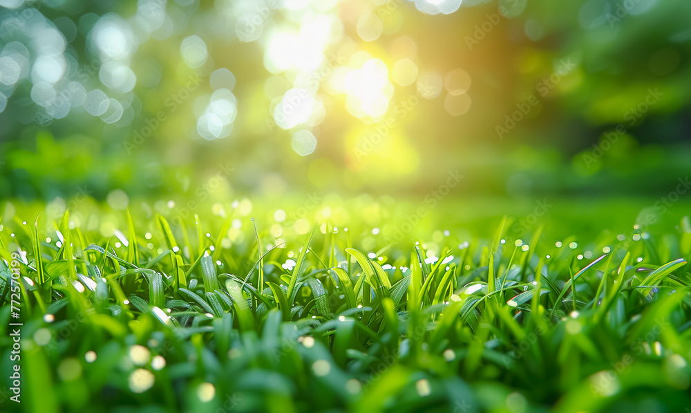 Beautiful blurred spring and summer nature background, Green trees and sun beams.