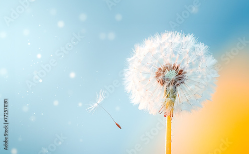 Dandelion with blue sky. Spring and summer background  copy space