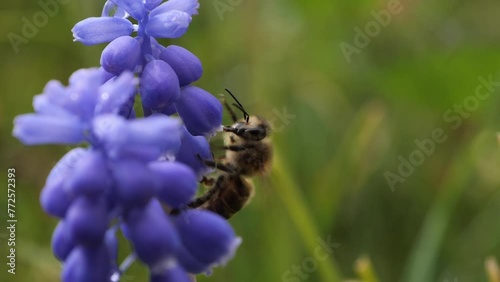bee on blue flower