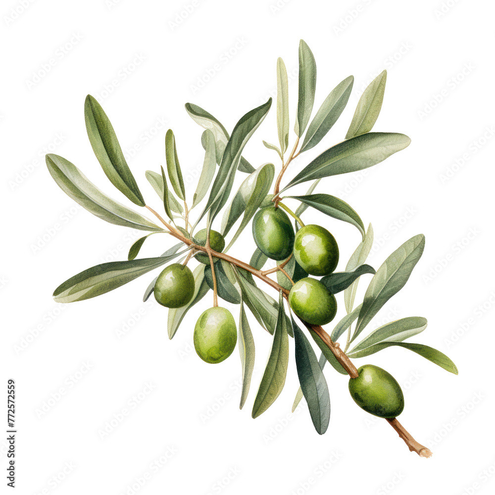 Fototapeta premium Hand drawn watercolor painting of olive branch.