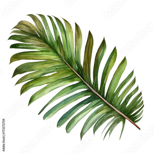 Hand drawn watercolor painting of propical palm leaf