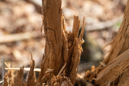 splintered wood