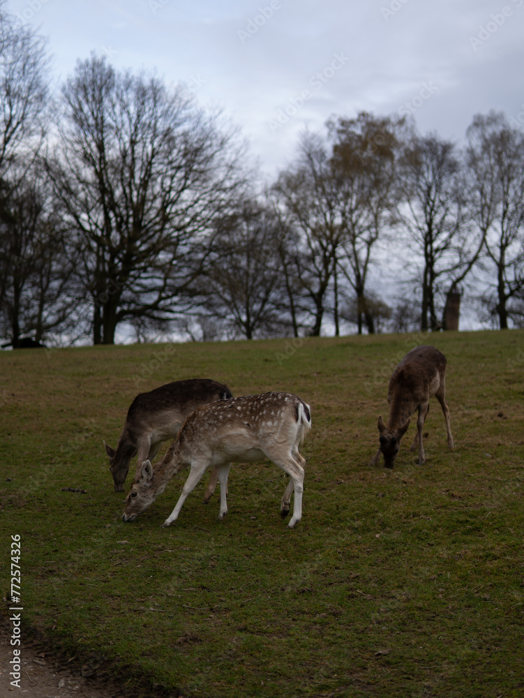 Two deer grazing in a grassy field with trees in the natural landscape Two deer grazing in a grassy field with trees in the natural landscape