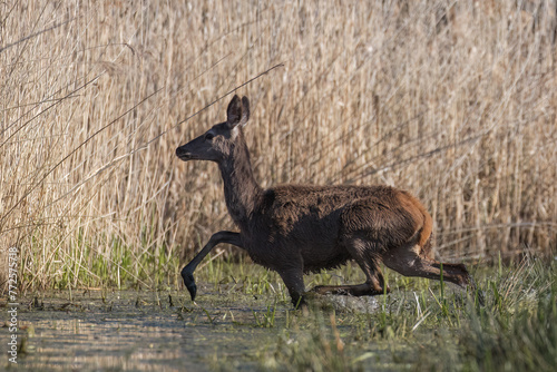Fototapeta Naklejka Na Ścianę i Meble -  Beautiful deer Cervus elaphus in a beautiful pose, female deer doe in the game refuge, nature reserve, overgrown pond