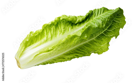 A single vibrant lettuce leaf delicately placed on a clean white background