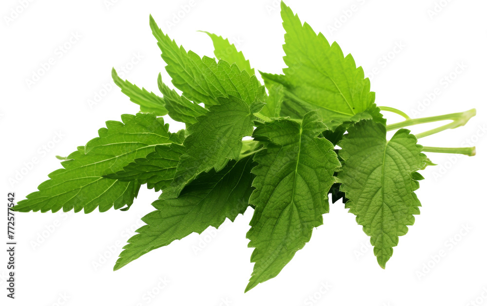 A vibrant cluster of lush green leaves cascading gracefully against a pristine white backdrop