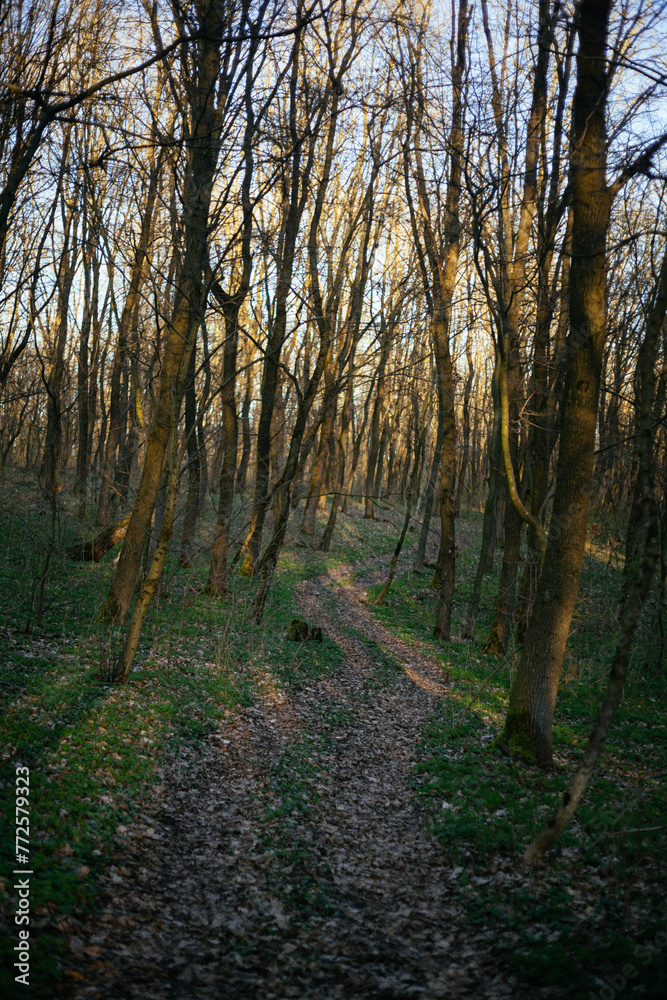 Naklejka premium forest road leads to the mountain