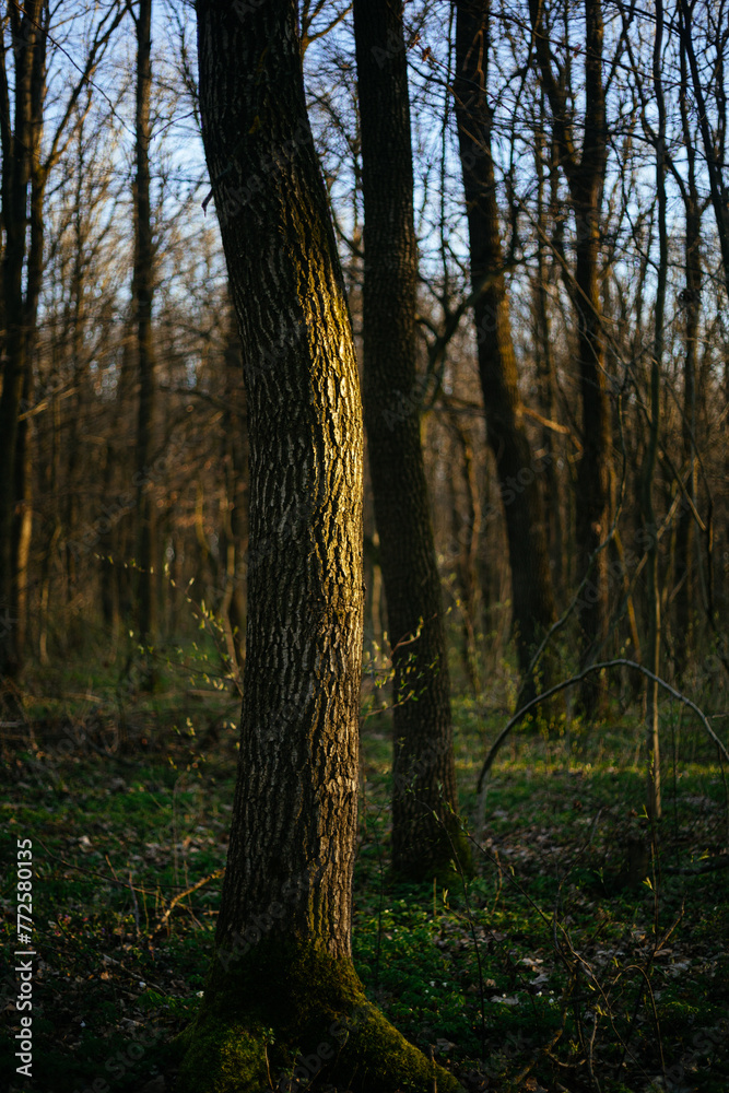 trees covered with moss in the forest