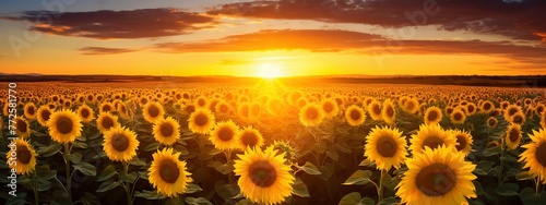 field of beautiful sunflowers full of light