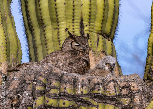 owl in a cactus