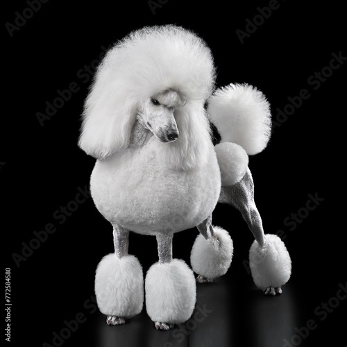 Standing white standard poodle