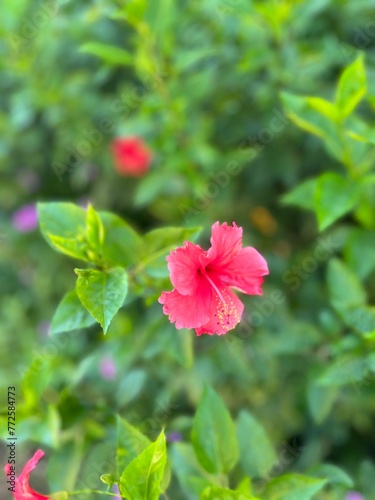 red hibiscus flower in Hong Kong