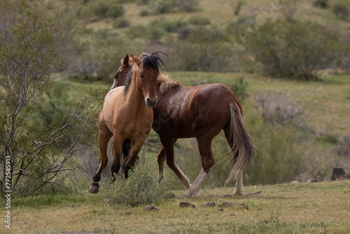Fototapeta Naklejka Na Ścianę i Meble -  Wild horse stallions pushing and fighting in the springtime desert in the Salt River wild horse management area near Mesa Arizona United States