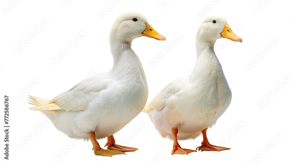Fototapeta premium 2 white ducks isolated on Transparent background. National Mother Goose Day