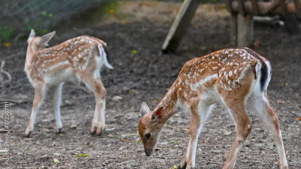 deer in the zoo deer in the zoo