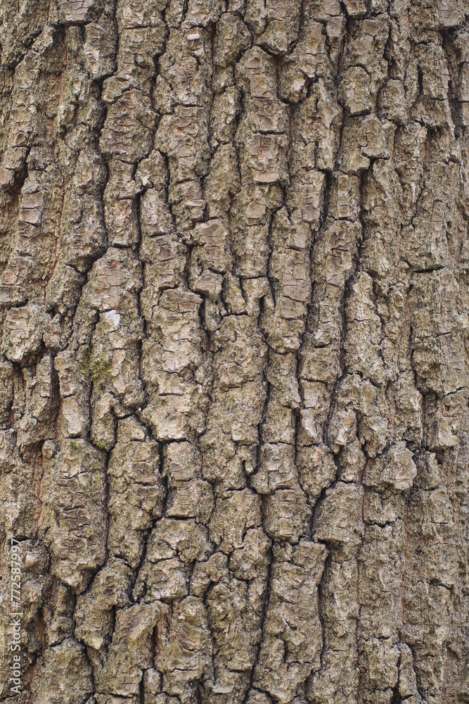 natural wooden texture from a pattern of gray poplar tree bark natural wooden texture from a pattern of gray poplar tree bark