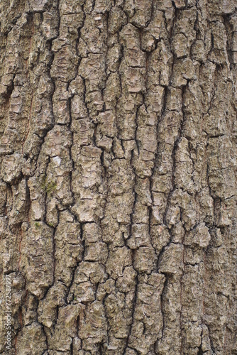 natural wooden texture from a pattern of gray poplar tree bark