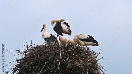 Bird Stork on nest against blue sky, white storks stands in nest.