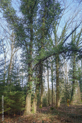 tree in a stranglehold