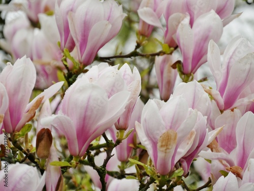 Blühender Magnolienbaum im Frühling