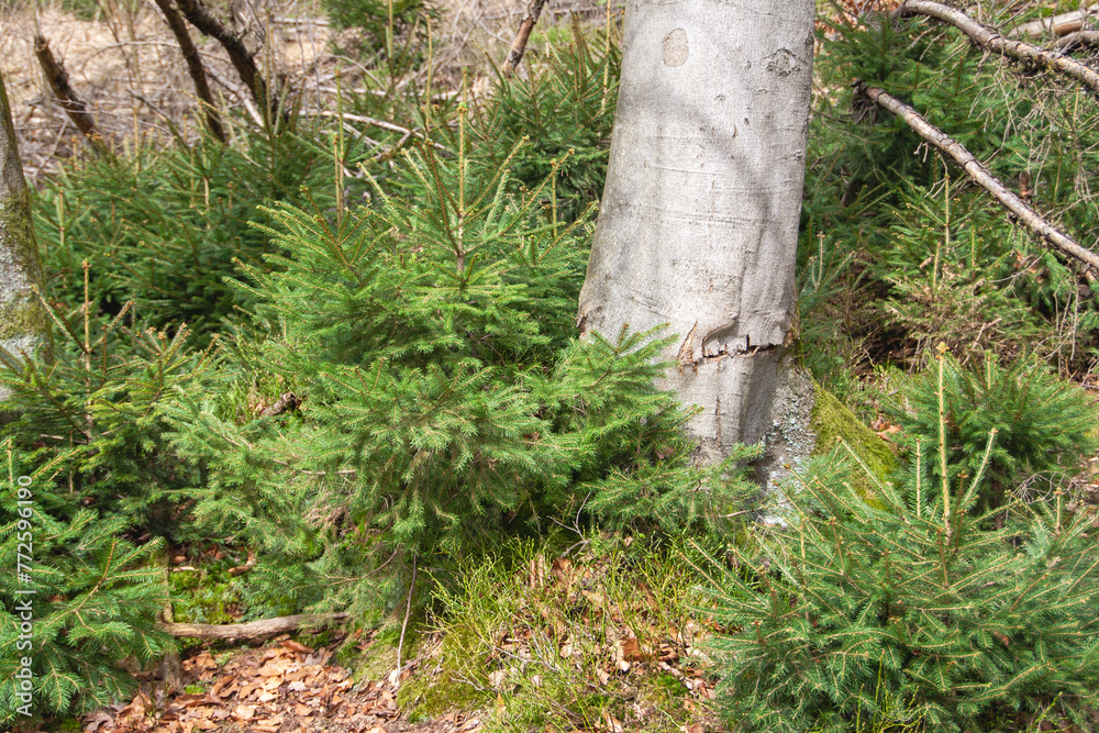 Obraz premium small fir trees on a beech tree