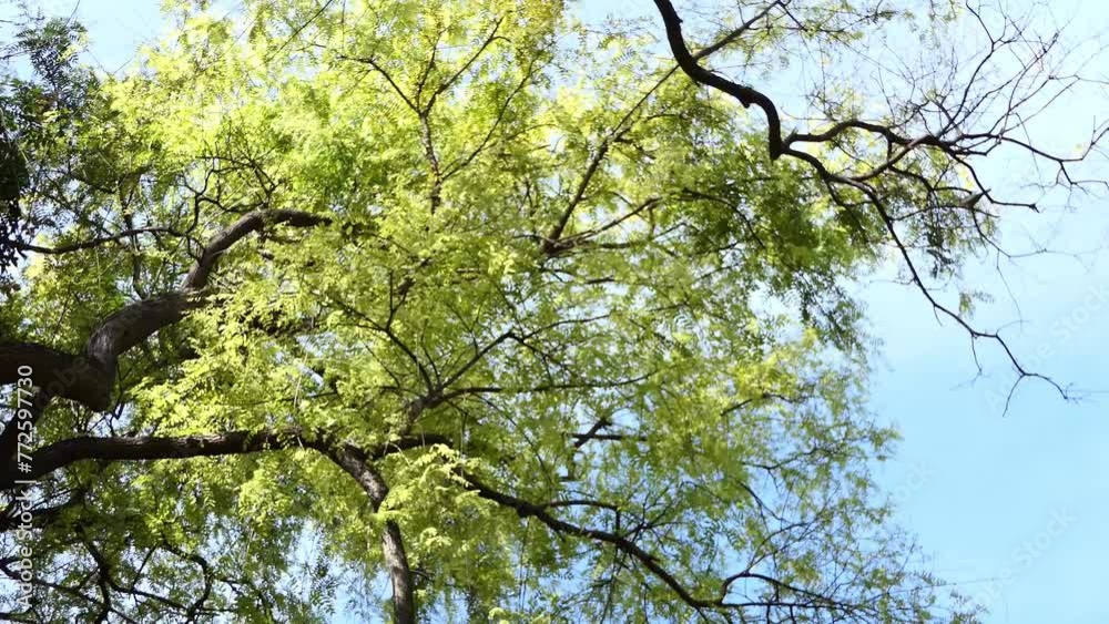 Tipuana tipu, also known as tipa, rosewood and pride of Bolivia, is a South American tree. It is the only member of the genus Tipuana, monophyletic Pterocarpus clade within the Dalbergieae. Tipuana tipu, also known as tipa, rosewood and pride of Bolivia, is a South American tree. It is the only member of the genus Tipuana, monophyletic Pterocarpus clade within the Dalbergieae.