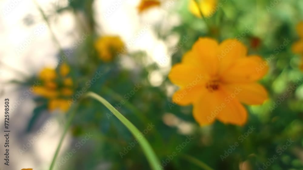 Cosmos sulphureus is also known as sulfur cosmos and yellow cosmos. It is native to Mexico, Central America, and northern South America, and naturalized in other parts of North and South America. Cosmos sulphureus is also known as sulfur cosmos and yellow cosmos. It is native to Mexico, Central America, and northern South America, and naturalized in other parts of North and South America.