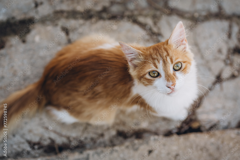 Street cat outdoor portrait, top view of lonely homeless animal sitting on stone floor Street cat outdoor portrait, top view of lonely homeless animal sitting on stone floor