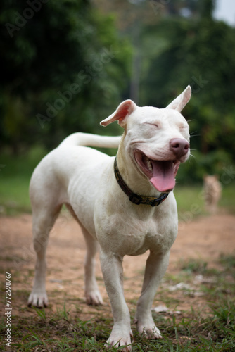 Happy White Dog Smiling With Eyes Closed in Nature