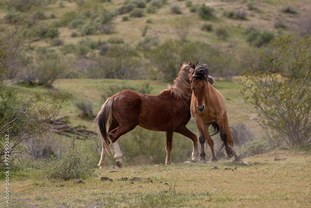 Fototapeta premium Fighting wild horse stallions in the springtime desert in the Salt River wild horse management area near Phoenix Arizona United States