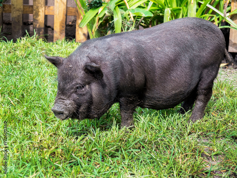 Fat Piglet In a Frild of Green Grass with a Wooden Fence in The Background Fat Piglet In a Frild of Green Grass with a Wooden Fence in The Background