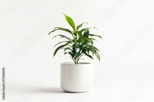 Modern houseplant in white ceramic pot, isolated on white background, minimalist studio shot